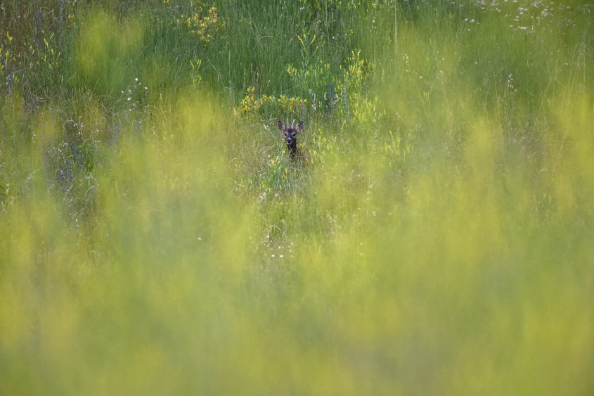 Cache-Cache Portrait d'un chevreuil adulte surppris dans les hautes herbes