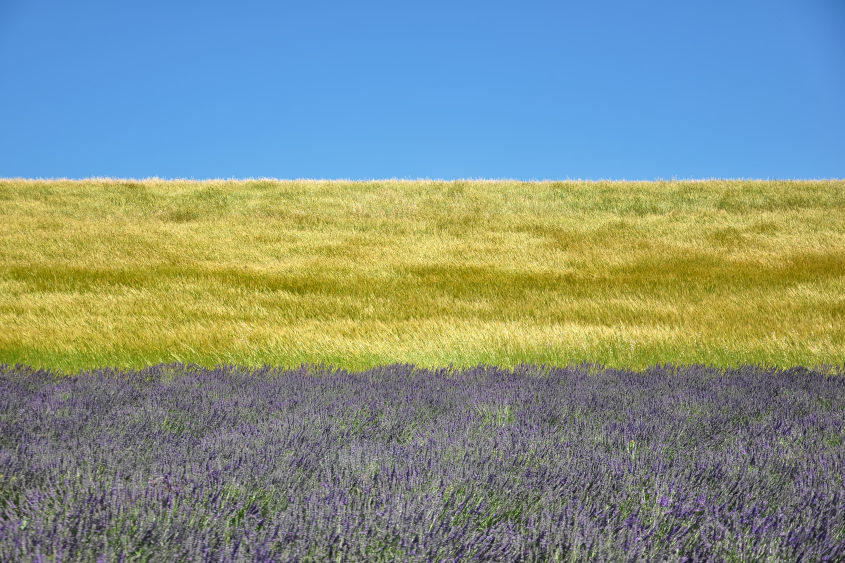 Cadence Provençale Portrait d'un paysage éphémère en Provence