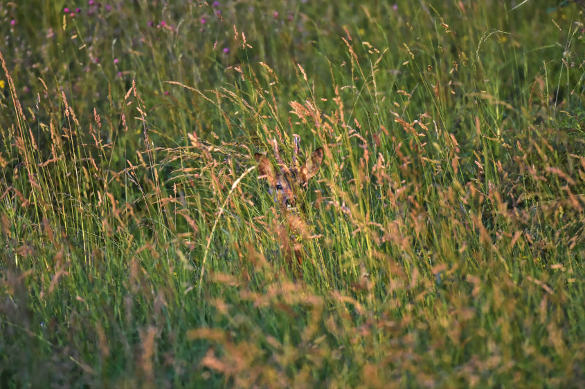 Entre deux Mondes Portrait d'un chevreuil adulte à travers les herbes