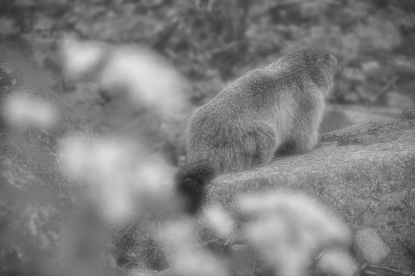 La Vigie Portrait d'une marmotte assise sur un poste d'observation