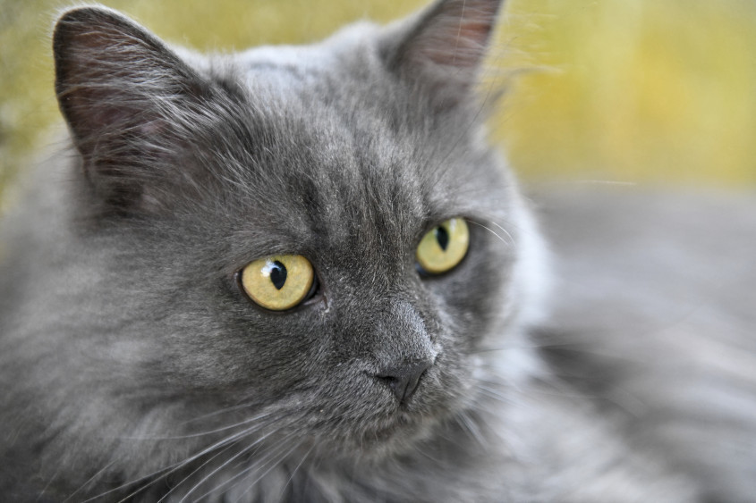 Mr. Cat Portrait en très gros plan d'un chat adulte