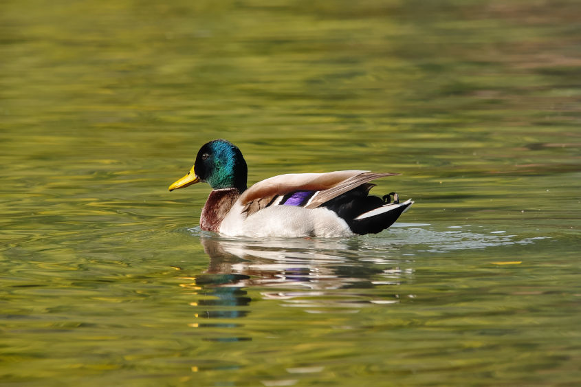 Reflet d'Automne Portrait d'un canard adulte glissant sur un reflet d'automne