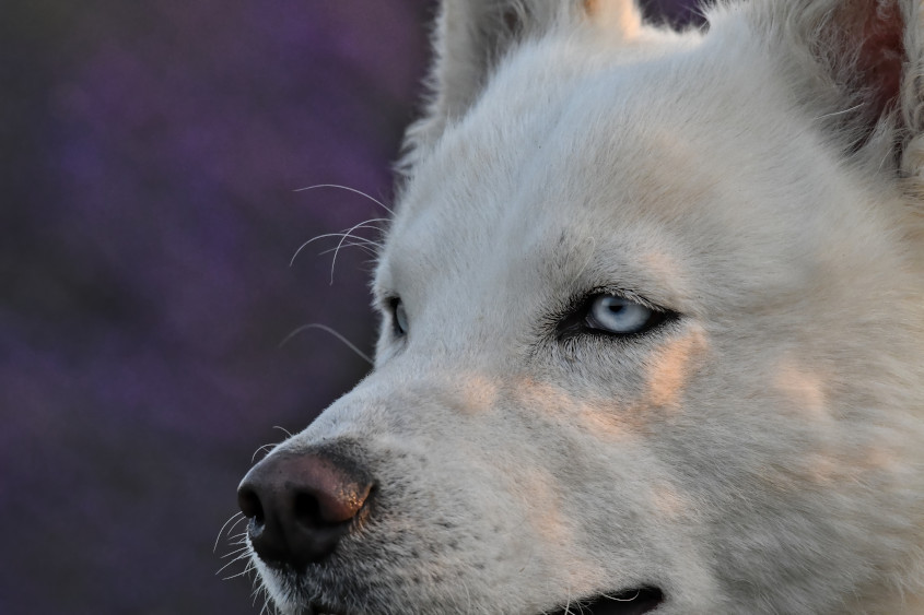 Portrait animal Portrait d'un Husky Sibérien adulte